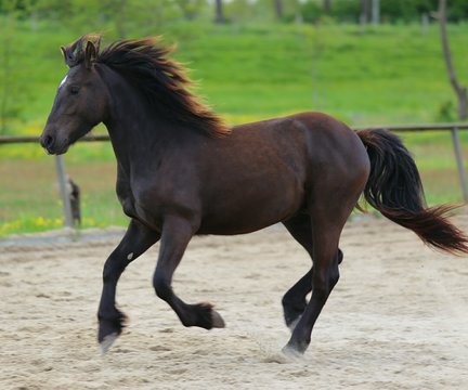 Side View Of Brown Horse Running In Ranch