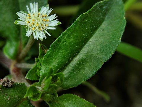 macro eclipta prostrata flower in the garden. good for background or wallpaper.