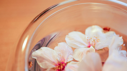Obraz na płótnie Canvas 水に浮かぶ桜の花