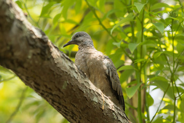 Bird on Cinnamomum camphora tree