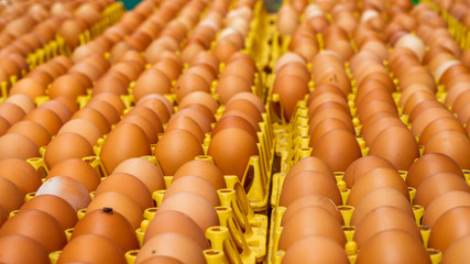 A lot of different color and dirty eggs on a yellow rack ready for sale and distribution