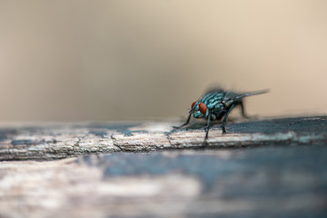 The macrophoto of a black domestic fly on a light surface