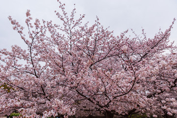 Cherry trees are  in full bloom - Tokyo's most popular park for cherry blossom viewing in April. Kinuta public park is very famous for cherry blossom viewing.