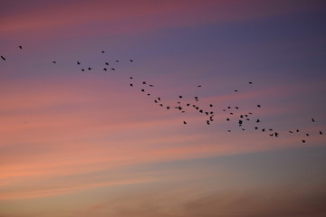 Birds at sunrise  © LauraE