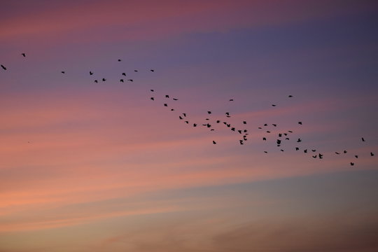 Birds at sunrise 