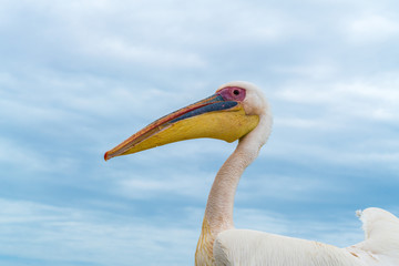 Pelican in Namibia