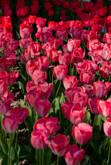 Tulipes en fleur