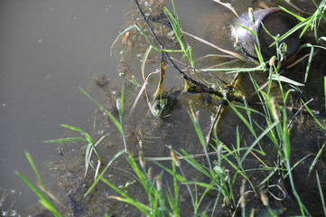 Green frog in the water, among the green grass blades