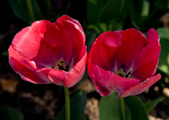 Tulipes en fleur