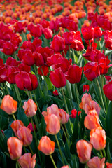 Tulipes en fleur
