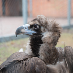 Bird of cinereous vulture Aegypius monachus , close-up portrait. The bird looks intently at the camera. The format of the square.
