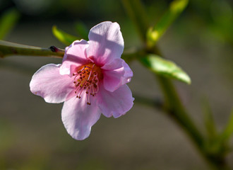 Obraz premium Macro shot of a newly opened pink nectarine blossom on a green background