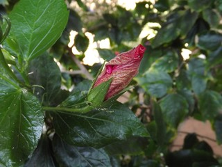 una pequeña planta naciendo