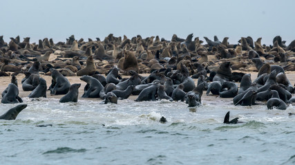 Obraz premium Seals in Namibia
