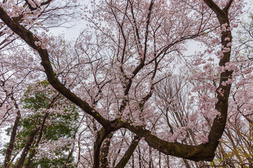 Cherry trees are  in full bloom - Tokyo's most popular park for cherry blossom viewing in April. Kinuta public park is very famous for cherry blossom viewing.