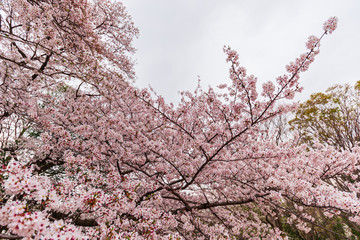 Cherry trees are  in full bloom - Tokyo's most popular park for cherry blossom viewing in April. Kinuta public park is very famous for cherry blossom viewing.