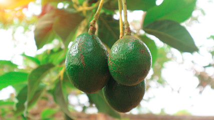 Avocado a pear-shaped fruit with a rough leathery skin, smooth oily edible flesh, and a large stone