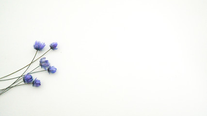 背景用のタイトルスペースのあるドライフラワー