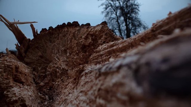 Time-lapse with a smooth slide of a splintered, tough tree stump with moving clouds.