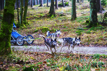 Husky Rennen