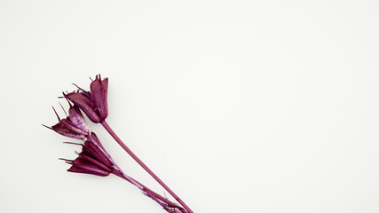 Obraz na płótnie Canvas タイトルスペースのある六角花のドライフラワー