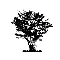 Tree silhouettes on white background. Vector illustration.