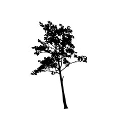 Tree silhouettes on white background. Vector illustration.