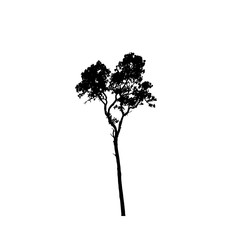 Tree silhouettes on white background. Vector illustration.