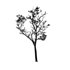 Obraz premium Tree silhouettes on white background. Vector illustration.