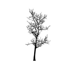 Tree silhouettes on white background. Vector illustration.