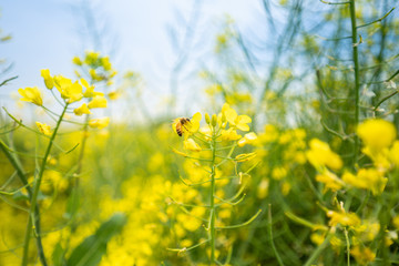 Obraz premium The flying bee and rape flowers blooming in spring