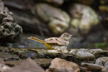 Streak-eared Bulbul bird sitting in the pond.