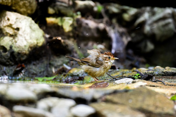 Bird flick hairs after play water.