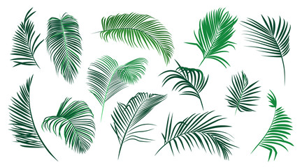 ..Set of various palm leaves. Colored vector elements of exotic nature on a white background.. Realistic sketch.  .