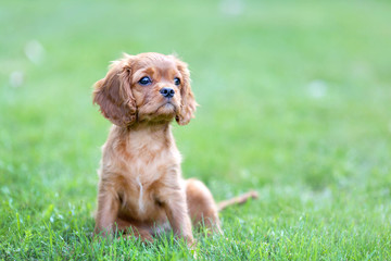 Puppy on the green grass