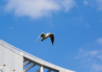 Seagull in flight against a blue sky, ascending with wings spread