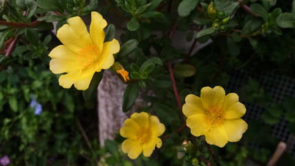 Obraz premium Side view of a yellow portulaca or purslane flower with blurred natural background of leaves, flowers and red stems outdoors at spring time.