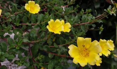Fototapeta premium One yellow portulaca or purslane flower against a natural garden background with a bunch of blurred flowers, green leaves and red stems. Flowers are blooming outdoors during spring or summer.
