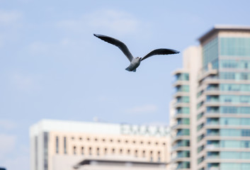 Seagulls in flight against the background of the sights of the old city, Charles Bridge and view to Vltava River, Prague Castle, Prague, Czech Republic.