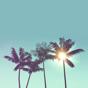 Tropical palm tree silhouette against bright sunlight. 3d rendering