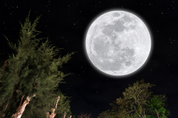 Fototapeta na wymiar Full moon with silhouette trees at night.