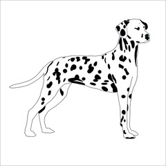 Dalmatian dog