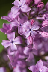 Obraz na płótnie Canvas Lilac flower pink spring background.