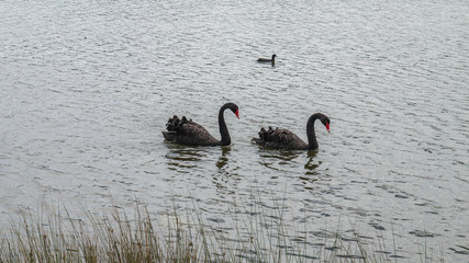 Two black swans swimming on a pond. Black swan events can cause catastrophic damage to an economy