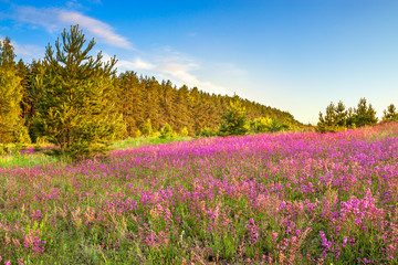 amazing spring landscape with  flowering purple flowers on meadow