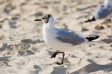 Seagulls sitting on the beach, searching for food. Selective focus.