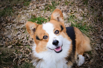 Gorgeous cute red corgi pembroke portrait sitting in a park and looking straight with open mouth smiling 