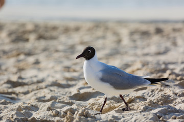 Seagulls sitting on the beach, searching for food. Selective focus.