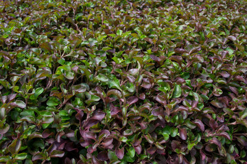 Alternanthera bettzickiana in the garden.
