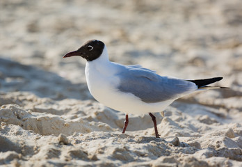 Seagulls sitting on the beach, searching for food. Selective focus.